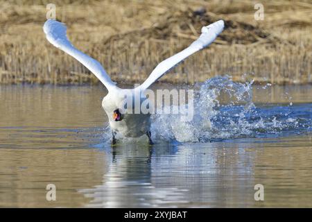 Stummer Schwan im Frühling während der Territorialverteidigung, stummer Schwan im Kampf in einem Teich Stockfoto