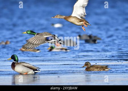 Stockenten auf einer Eisscholle. Stockenten im Winter auf einer Eisscholle Stockfoto