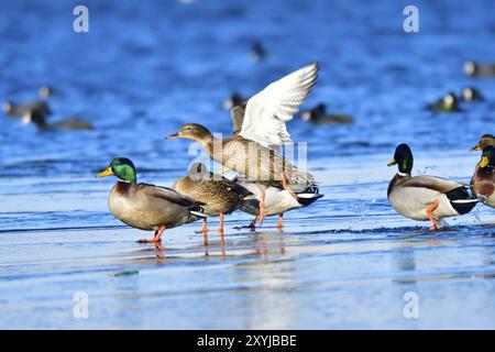 Stockenten auf einer Eisscholle. Stockenten im Winter auf einer Eisscholle Stockfoto