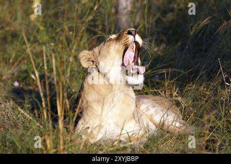 Löwin im Chobe-Nationalpark in Botswana Stockfoto