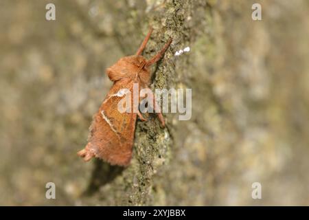 Männliche Orange rafft auf einem Stein. Orange SWIFT (Triodia sylvina) männlich Stockfoto