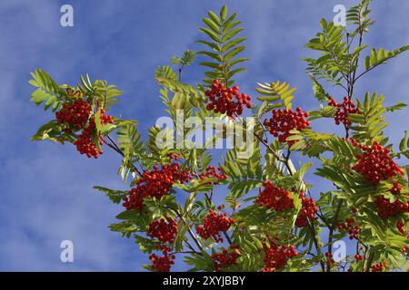 Eberesche mit reifen Fruechten, Sorbus aucuparia, gemeinhin Eberesche und Gebirgsasche vor blauem Himmel genannt Stockfoto