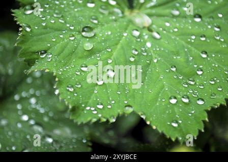 Makro von Tau-Tropfen auf dem Mantelblatt einer Dame Stockfoto