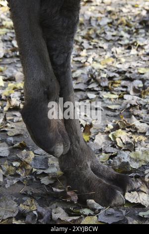 Baktrischer Kamelfuß Stockfoto