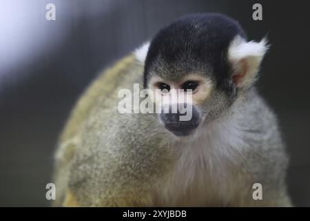 Roter Schädelaffen Stockfoto
