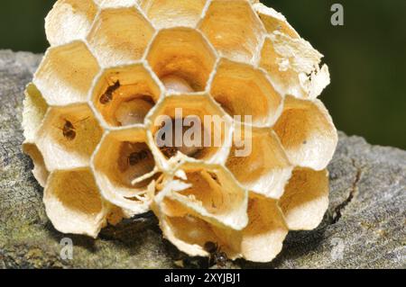 Hornet's Nest mit Larven, Hornet's Nest mit Larven Stockfoto