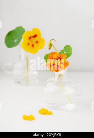 Gartennasturtium oder indische Kressblüten in kleinen Glasvasen. Essbare Blüten, Blätter in der Speisesaison und in der Kräutermedizin. Kopierbereich. Stockfoto
