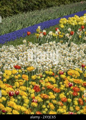 Ein Meer von bunten Tulpen und Narzissen im Garten in voller Blüte, Amsterdam, Niederlande Stockfoto