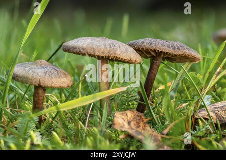 Kleine braune, schleimige Lamellenpilze auf dem Rasen vor einem verschwommenen grünen Hintergrund Stockfoto