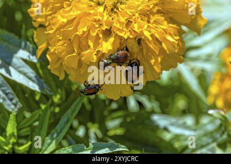 Der Japanische Käfer (Popillia japonica) ist eine invasive Art des Karabinkäfers Stockfoto