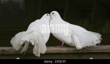 Ein Paar Taubenschnabel Stockfoto