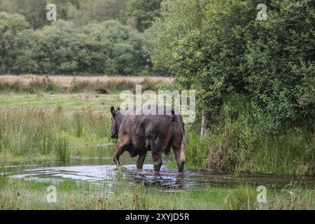 Kuh überquert einen flachen Bach in der Landschaft, umgeben von Bäumen und Wiesen, Eibergen, Gelderland, Niederlande Stockfoto