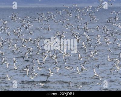 Schwarzbeinige Kätzchen (Rissa tridactyla), Herde, die von den Küstenfelsen des Arktischen Ozeans abfliegt, neben der Brutkolonie, May, Varanger Fjord, Norwegen, E Stockfoto