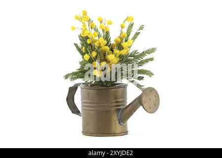 Blumenstrauß von gelben Mimosa-Blüten in kupferner Gießkanne isoliert auf weißem Hintergrund Stockfoto