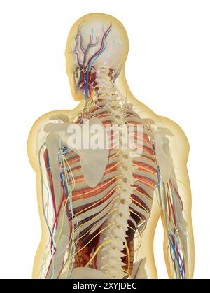 Transparenter menschlicher Körper mit inneren Organen, Nervensystem, Lymphsystem und Kreislaufsystem Stockfoto