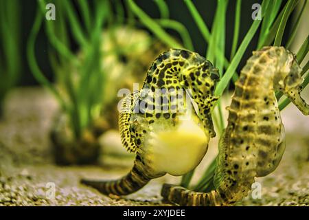 Seepferdchen im Seegras. Kleine Wassertiere aus der Nähe. Interessant zu beobachten. Detailliert und schön Stockfoto