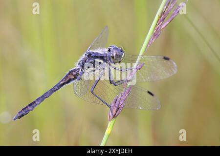 Schwarzdarter (Sympetrum danae), männlich sitzend auf einem Grasblatt, Wildtiere, Libellen, Insekten, Naturschutzgebiet Aschendorfer Obermoor, Wildes Moor, E Stockfoto