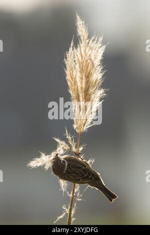 Ein Baumsperling sitzt auf einem Pampas-Grasstängel und sammelt Nistmaterial Stockfoto