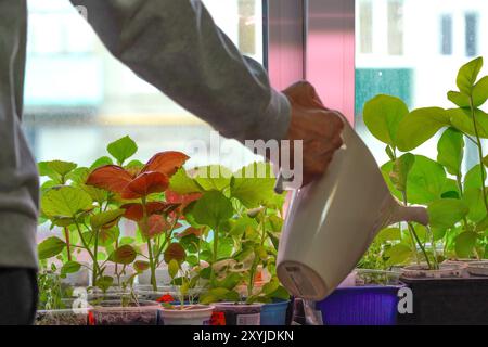 Handbewässerung von Innenpflanzen mit einer weißen Gießkanne nahe dem Fenster in einer erfrischenden Umgebung Stockfoto