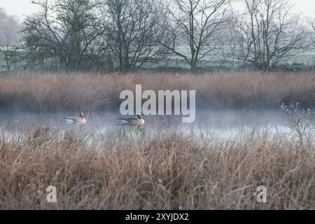 Ein paar Kanadas-Gänse im nebeligen Sumpf während des kalten, frostigen morgens Stockfoto