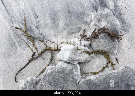 Algen an einem Sandstrand, Senja, Troms, Norwegen, März 2015, Europa Stockfoto