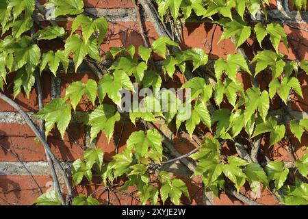 Efeu an der Wand von der Kathedrale von Koenigsberg Stockfoto