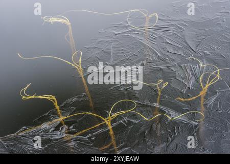 Schilf im Eis, Gaellivare Norrbotten, Lappland, Schweden, Oktober 2013, Europa Stockfoto