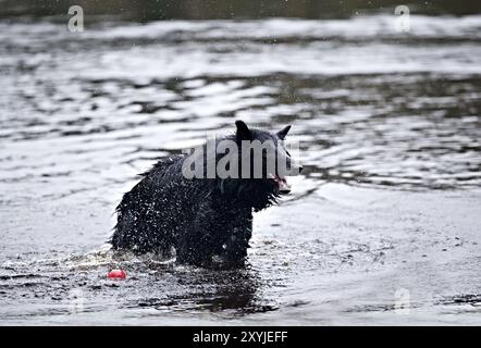 Belgischer Schäferhund (auch bekannt als der belgische Schäferhund oder Chien de Berger Belge) im Wasser Stockfoto