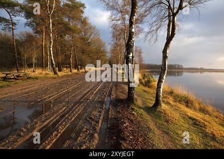 Ländliche Landstraße zwischen Birken am See, Dwingelderveld Stockfoto