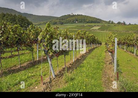 Weinberg in der Südpfalz im Abendlicht Stockfoto