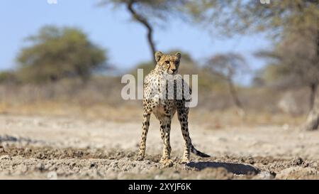 Gepard im afrikanischen Busch in Namibia Stockfoto