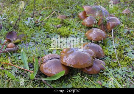 Butterpilz, Slippery Jack 01 Stockfoto