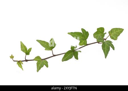 Efezweig auf weißem Hintergrund Stockfoto