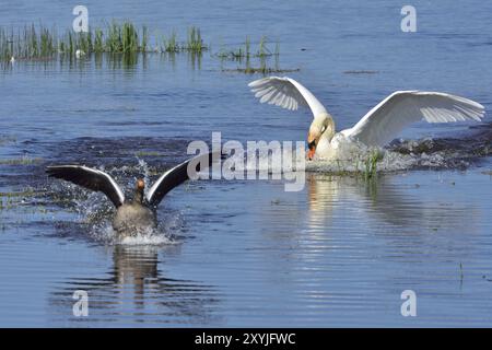 Stummer Schwan und Graugans während der Paarungszeit Stockfoto