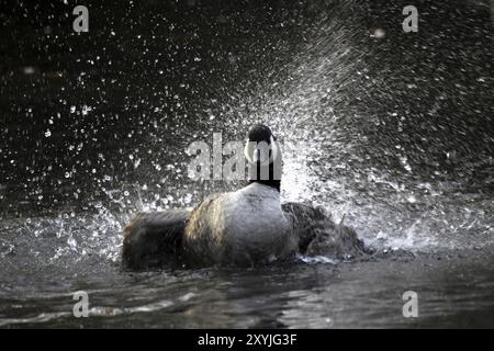 Badeende Kanadische Gans Stockfoto