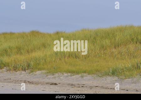 Sanddüne an der Ostsee bei Warnemünde. Sanddünen an der Ostsee Stockfoto