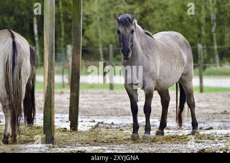 Exmoor Pony auf einer Wiese Stockfoto