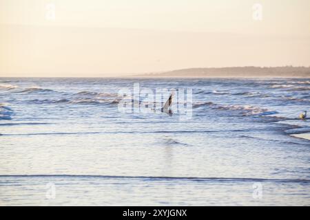 Seagul fliegt im frühen Morgenlicht über die Nordsee Stockfoto