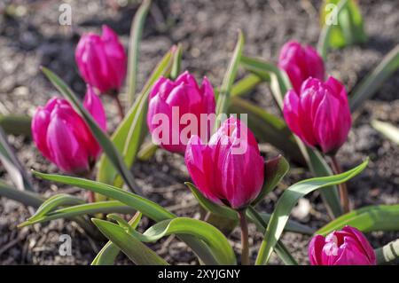 Wild Tulpe Violacea Black Base, Wild Tulpe Violacea Black Base 02 Stockfoto