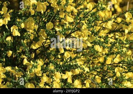 Wilde Genista Blumen im Wald. Ginderstrauch in voller Blüte Stockfoto