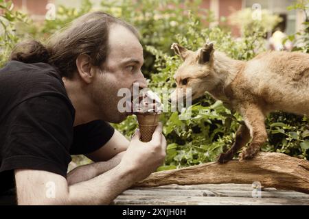 Ein Fuchs neidisch auf weiches Eis ein Fuchs neidisch auf weiches Eis Stockfoto