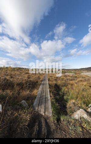 Schmale Promenade über ein Moor im Herbst Stockfoto