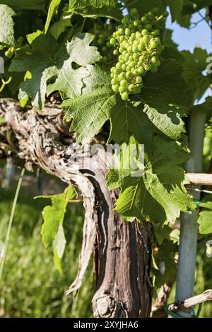 Kleine grüne Trauben auf Weinberg Stockfoto