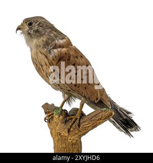 Gefüllte weibliche Kestrel sitzt auf einem Zweig isoliert auf weiß Stockfoto