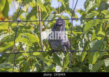 Der Grauwels (Dumetella carolinensis) am Zaun Stockfoto