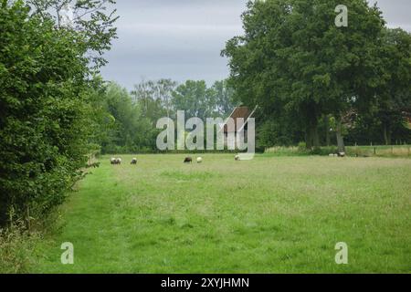 Eine Schafherde, die auf einer großen grünen Wiese weidet, mit einem Bauernhaus im Hintergrund, Aalten, Gelderland, Niederlande Stockfoto