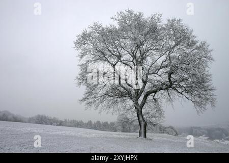 Einsame englische Eiche im Schnee Stockfoto