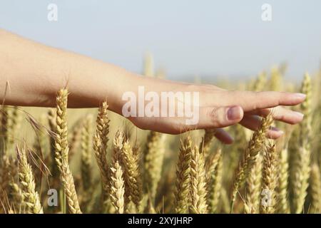 Ein Mädchen, das mit der Hand durch Weizen auf einem Feld fährt Stockfoto