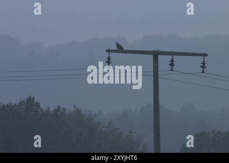 Raubvogel auf einem Strommast im Morgennebel Stockfoto