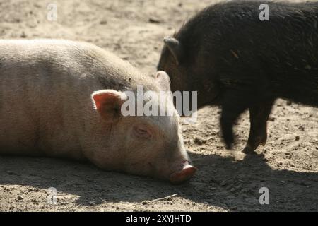 Glückliche Schweine in der Frailand-Haltung Stockfoto